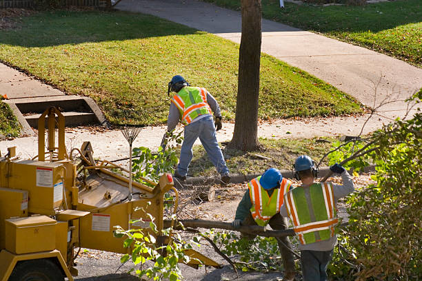 Dead Tree Removal in Davie, FL